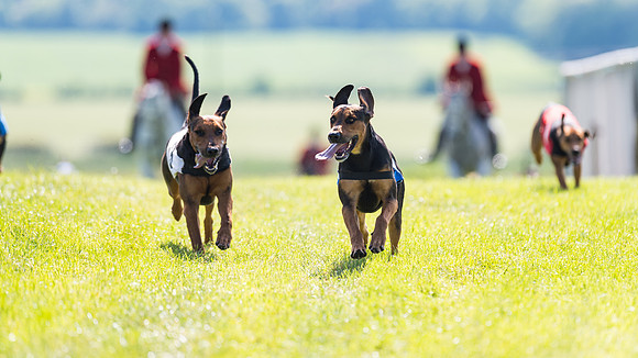 Hound Race  (16 of 33)