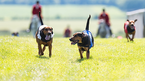 Hound Race  (17 of 33)