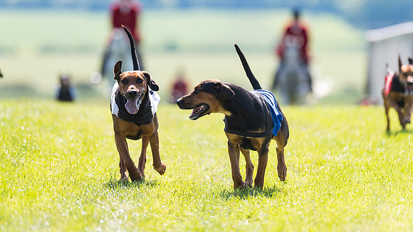 Hound Race  (18 of 33)