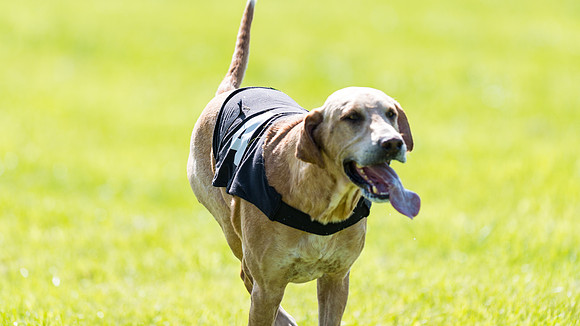 Hound Race  (20 of 33)
