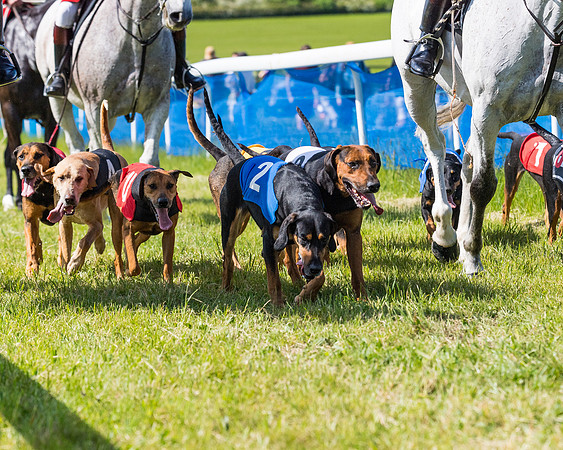 Hound Race  (24 of 33)