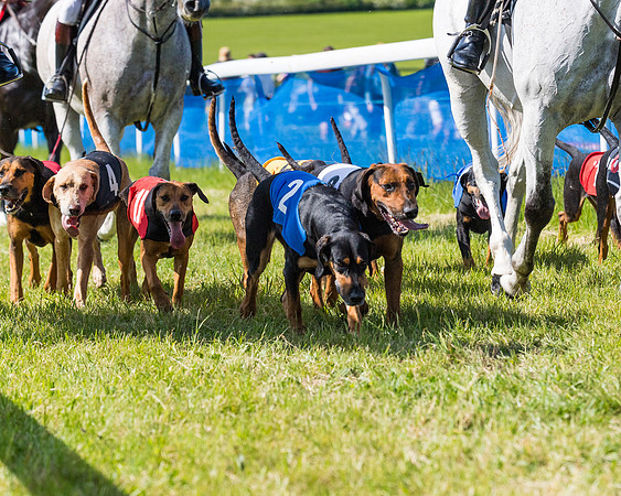 Hound Race  (25 of 33)