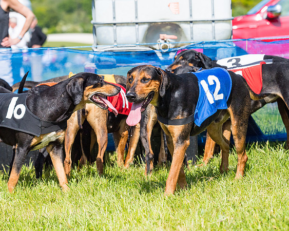 Hound Race  (26 of 33)