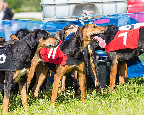 Hound Race  (27 of 33)