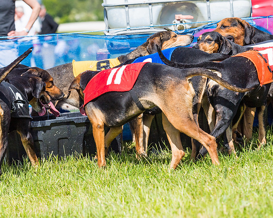 Hound Race  (28 of 33)