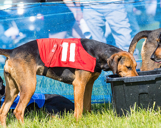 Hound Race  (29 of 33)