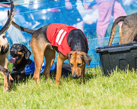 Hound Race  (30 of 33)