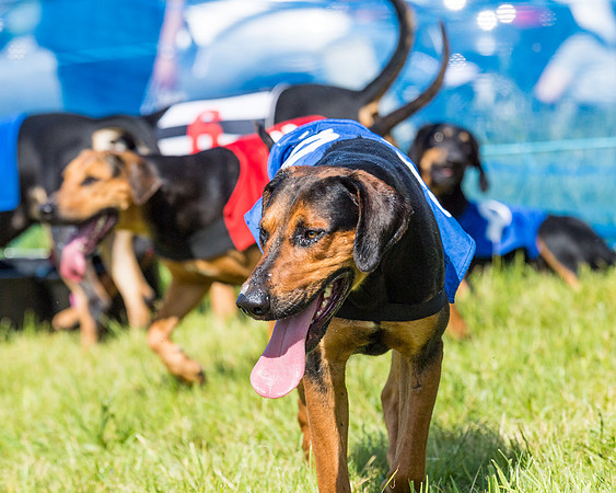 Hound Race  (32 of 33)