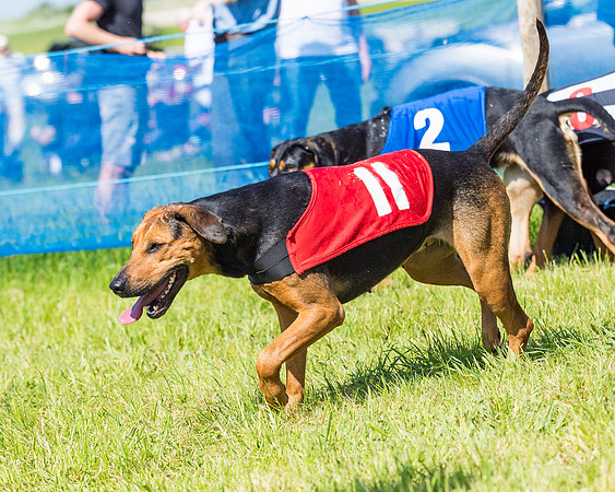 Hound Race  (33 of 33)