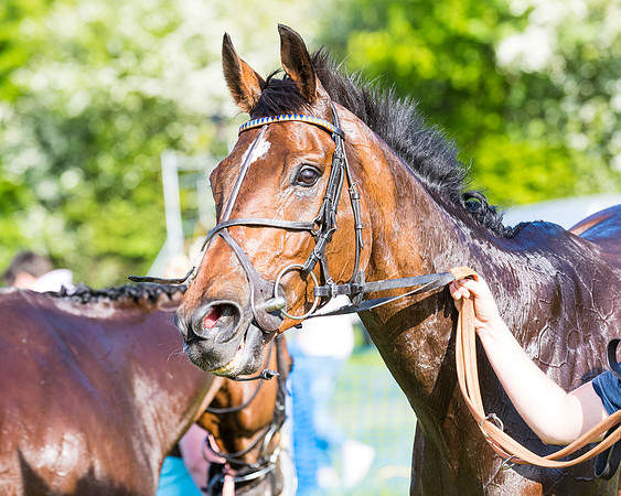 Race 6 - The Open Maiden (119 of 129)