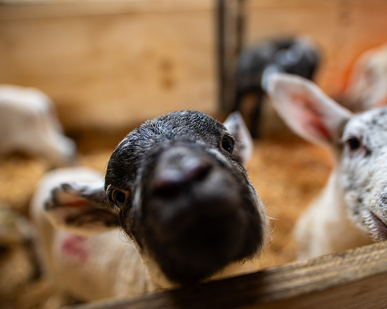 Lambing (90 of 111)