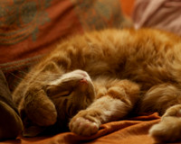 Pets 8