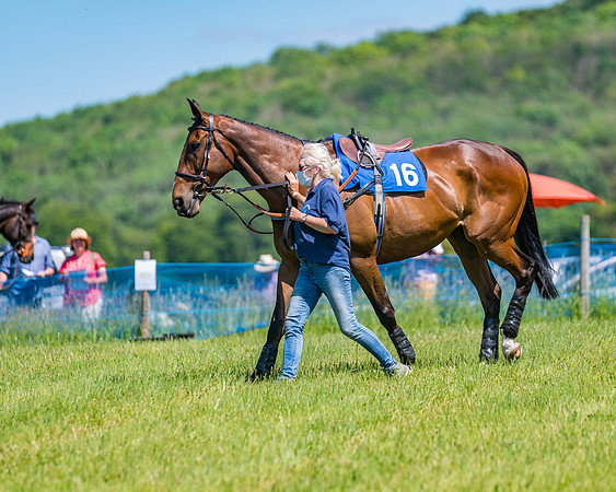 Race 1 - Owner Trainer Conditions  (23 of 190)