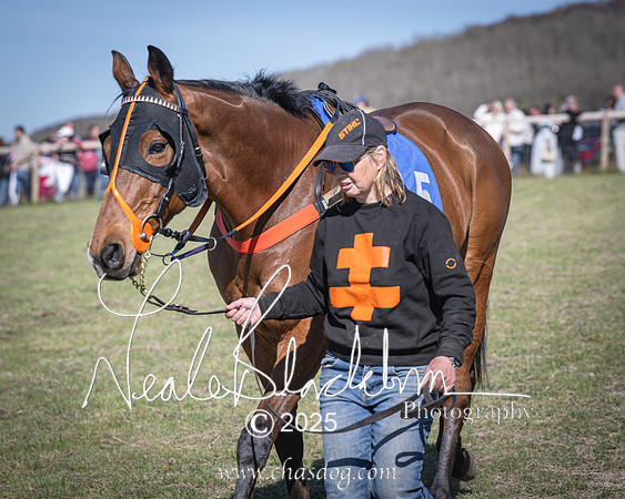 Race 6 - Veteran horse (17 of 109)