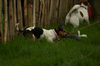 1 -Terrier Races 9