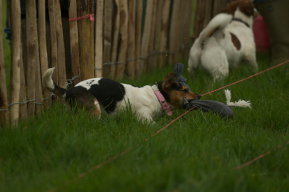 1 -Terrier Races 9