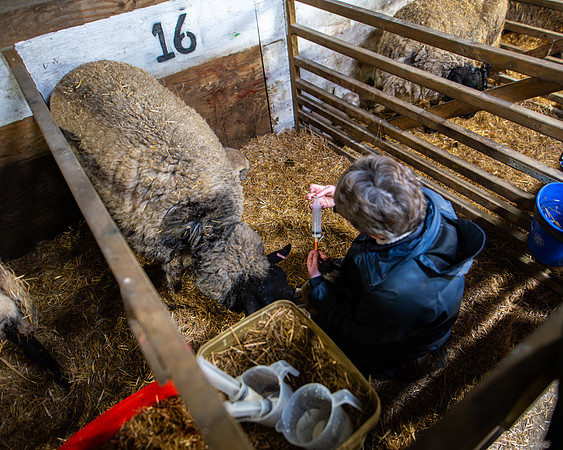 Lambing (96 of 111)