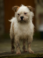 Pets 2