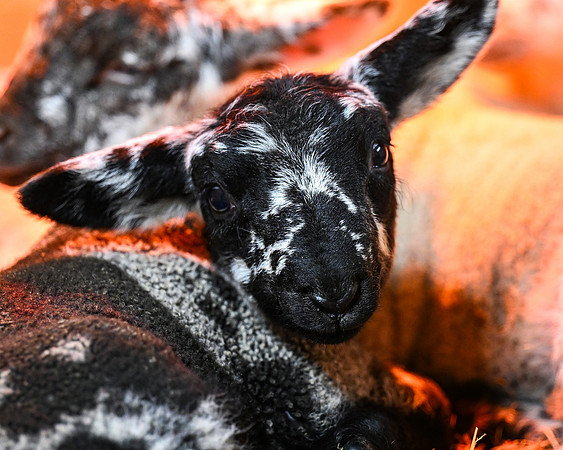 Lambing (107 of 111)