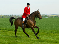 Ponies and Hounds 11