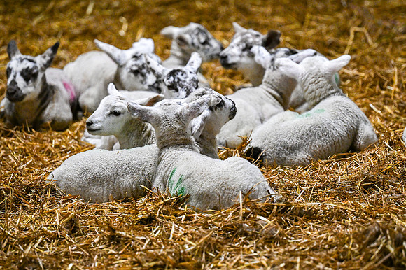 Lambing (109 of 111)