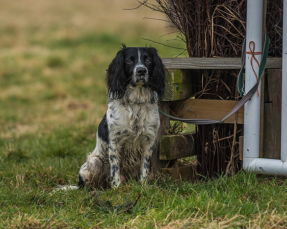 Suffolk Hunt