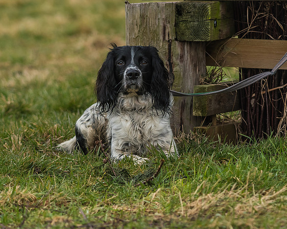 Suffolk Hunt