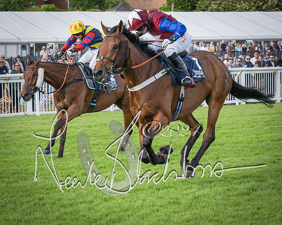 Race 2 - Olly Murphy Racing Stratford Ladies Open (90 of 111)