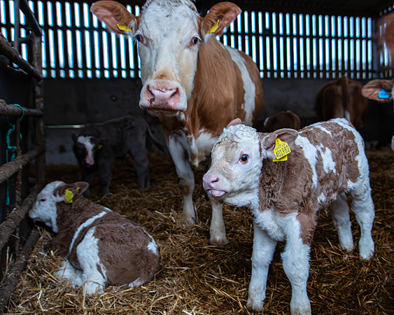 Lambing (71 of 111)