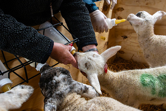 Lambing (41 of 111)
