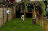1 -Terrier Races 16