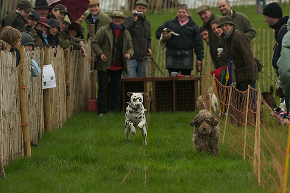 1 -Terrier Races 16