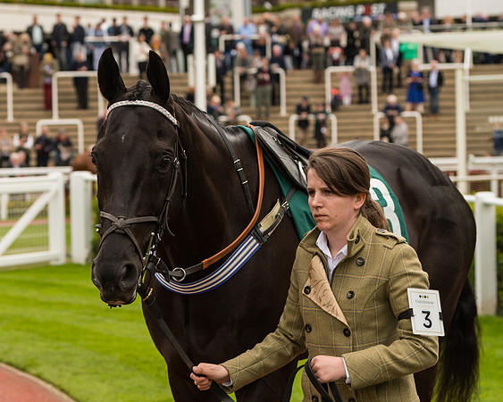 Cheltenham Hunter Chase Evening