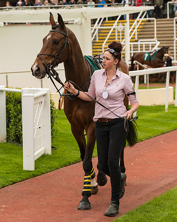 Cheltenham Hunter Chase Evening