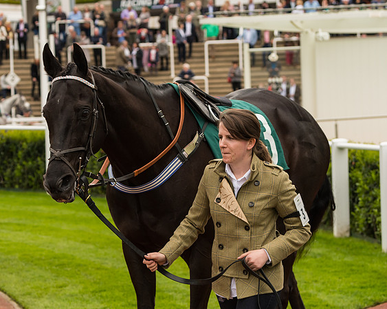 Cheltenham Hunter Chase Evening