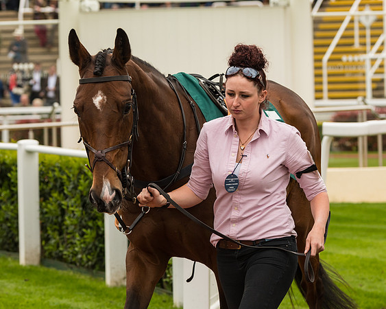 Cheltenham Hunter Chase Evening