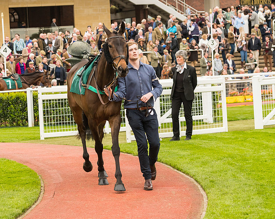 Race 4 - Timico Gold Cup (16 of 380)
