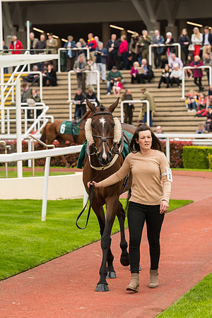Race 4 - Timico Gold Cup (59 of 380)