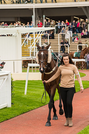 Race 4 - Timico Gold Cup (60 of 380)