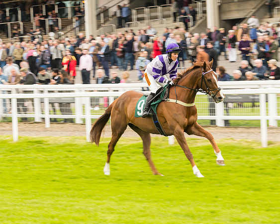 Race 4 - Timico Gold Cup (95 of 380)