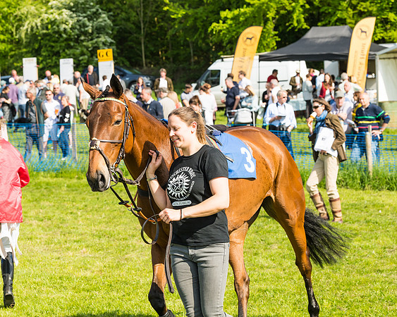 Young Horse Maiden
