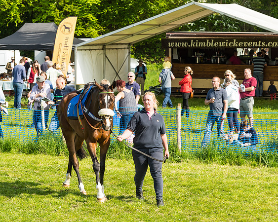 Young Horse Maiden