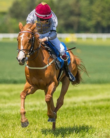Edgcote Races