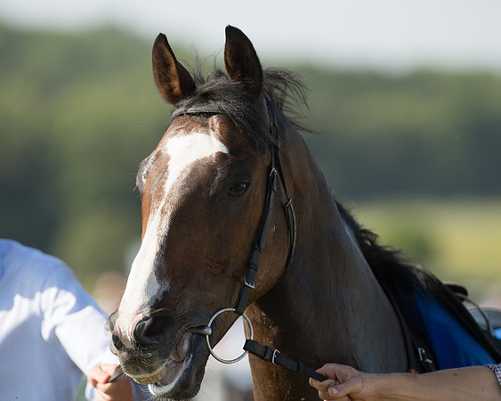 Edgcote Races