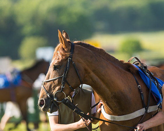 Edgcote Races
