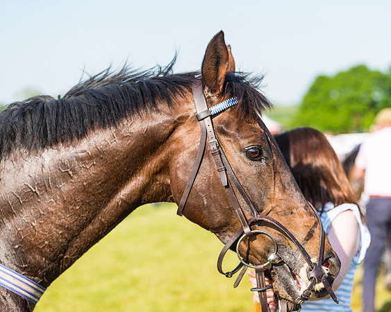 Edgcote Races