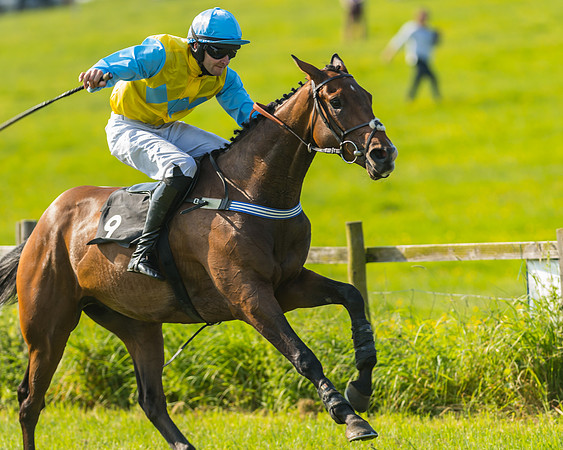 Young Horse Maiden