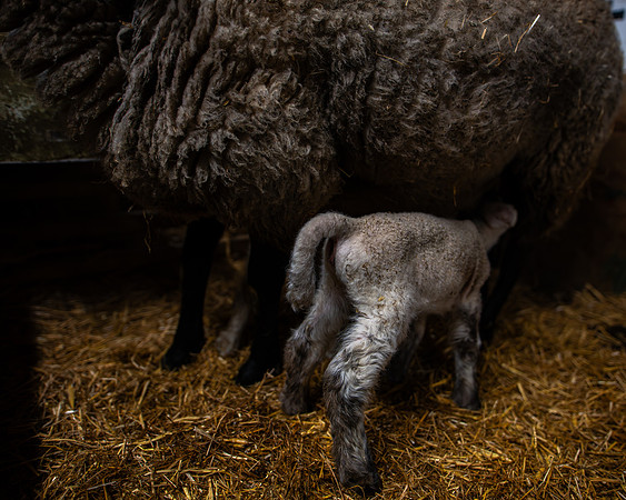 Lambing (91 of 111)