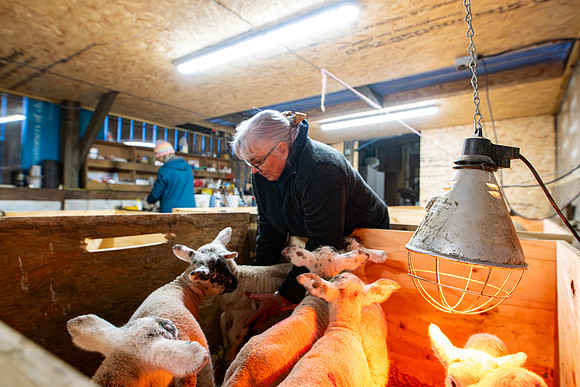Lambing (50 of 111)