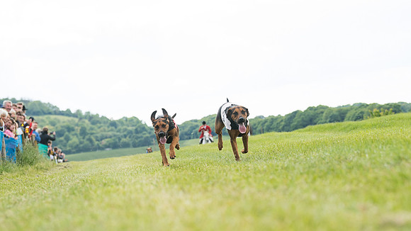 Hound Race  (18 of 49)